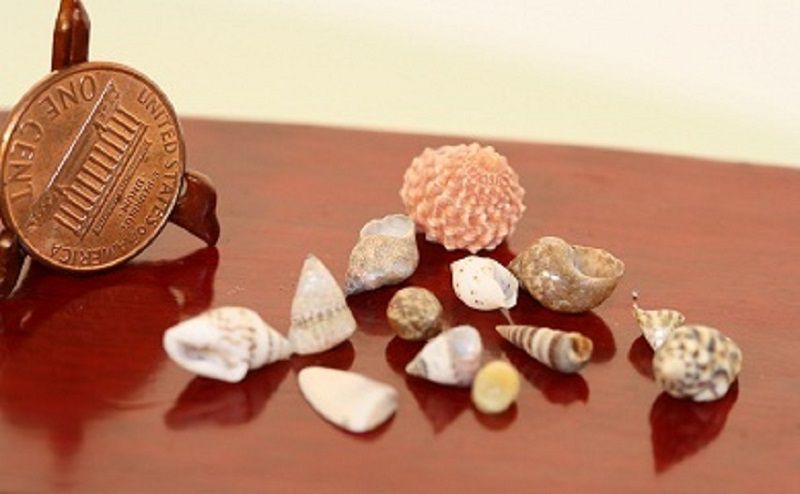 Collection of 12 Assorted Sea Shells