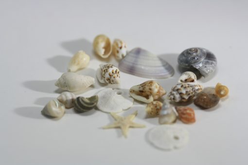 Collection of  Assorted Sea Shells