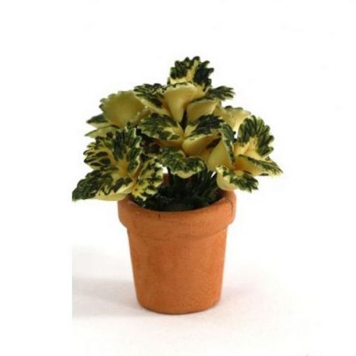 Green Coleus House Plant