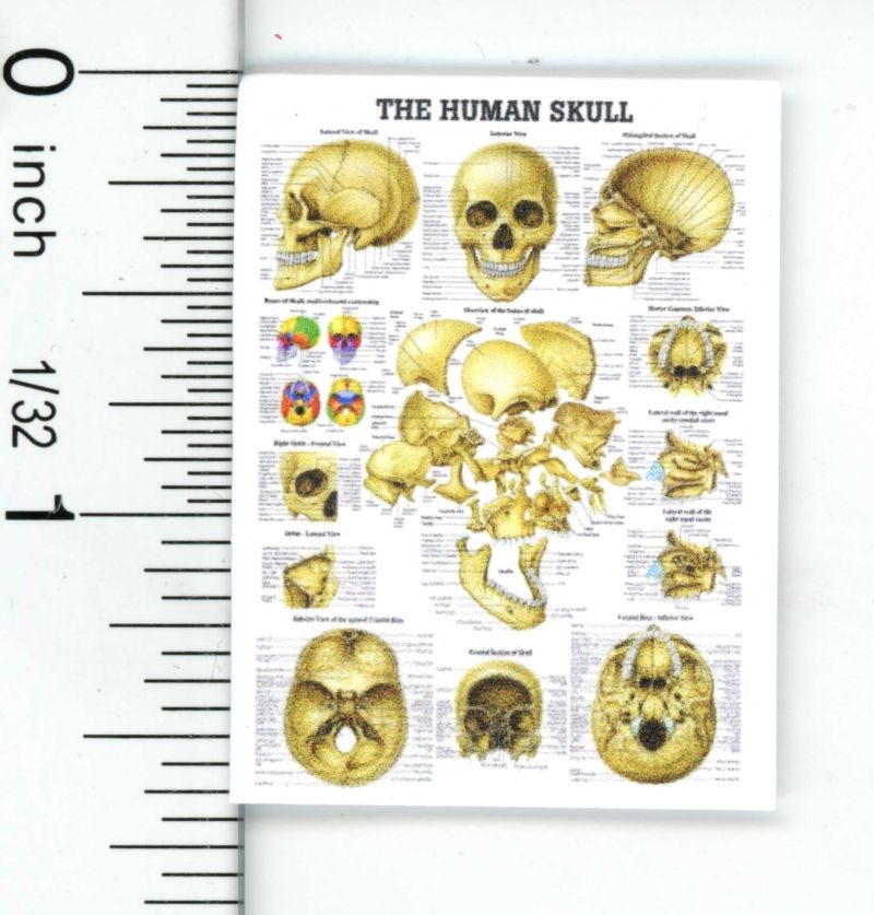 Doctors Human Skull Chart by Cindi's Mini's