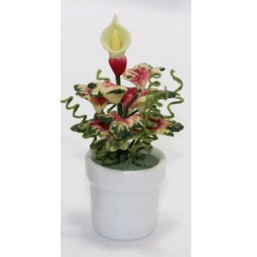 Caladium with Bud in White Ceramic Planter