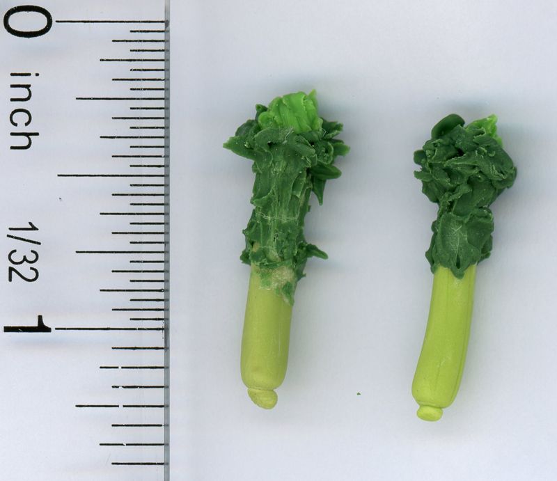 Set of Two Sprouted Broccoli Stalks