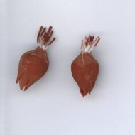 Set of Two Garden Fresh Root Vegetables