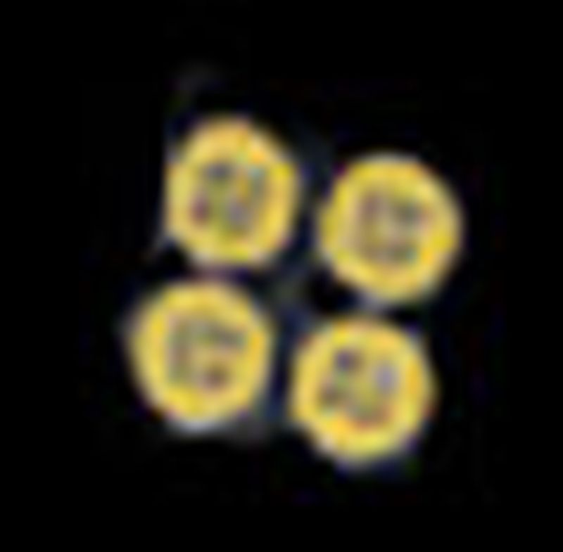4 Brass Buttons by Cat's Paw CP22A