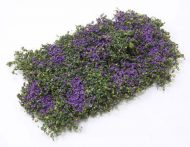 Creeping Phlox in Purple by Creative Accents
