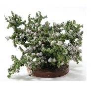 Small Rose Bush in White by Creative Accents