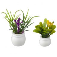 Set of 2 Flowering Plants in White Pots