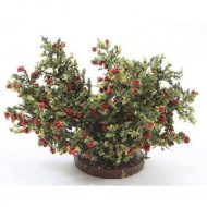 Red Rose Bush by Creative Accents