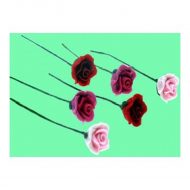 Set of 12 Assorted Pink and Red Roses in Bloom