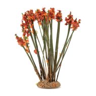 Ocotillo Plant by Creative Accents CA0320